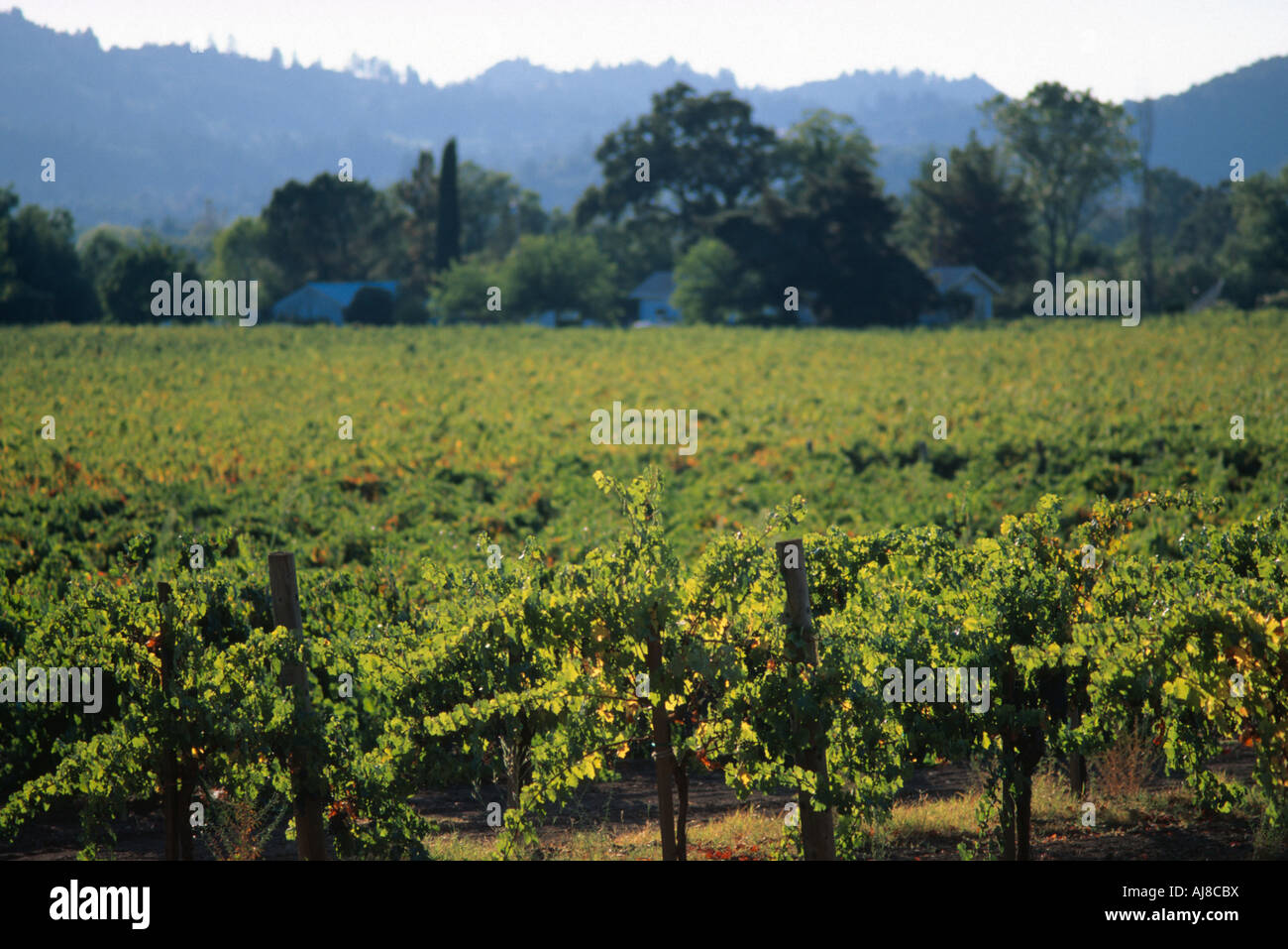 Vignoble de Cabernet Sauvignon Vin Rouge Vignes Napa Valley California USA Banque D'Images