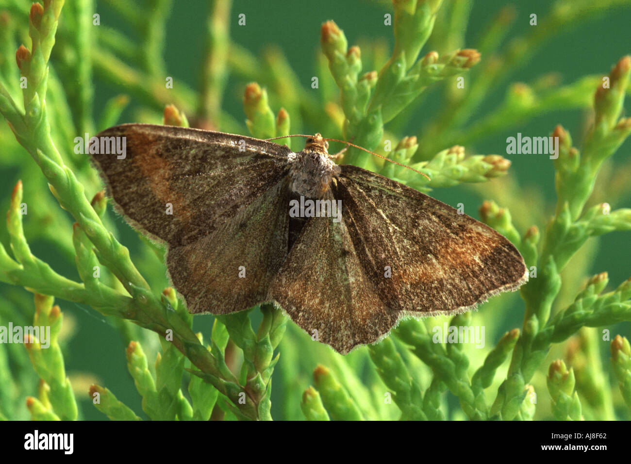 Angle Semiothisa liturata interdit fauve Banque D'Images