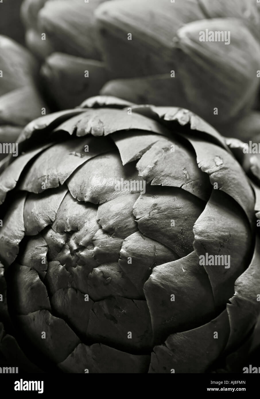 Stock photo d'un artichaut en noir et blanc Banque D'Images