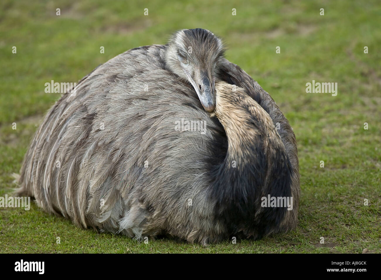 Oiseau qui dort Banque de photographies et d’images à haute résolution — free download