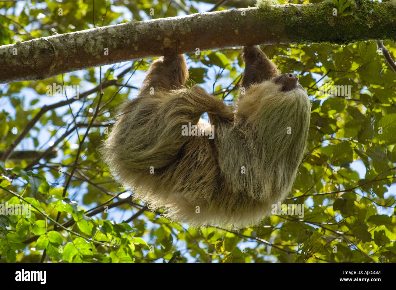 Hoffmann's deux orteils, Sloth (Choloepus hoffmanni) Banque D'Images