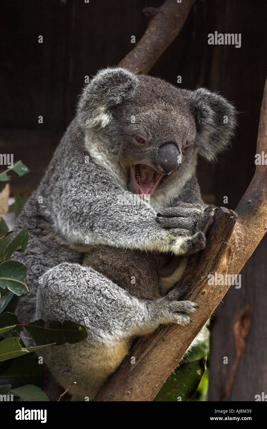 Koala Phascolarctos cinereus, adulte seul le bâillement montrant les dents  Photo Stock - Alamy