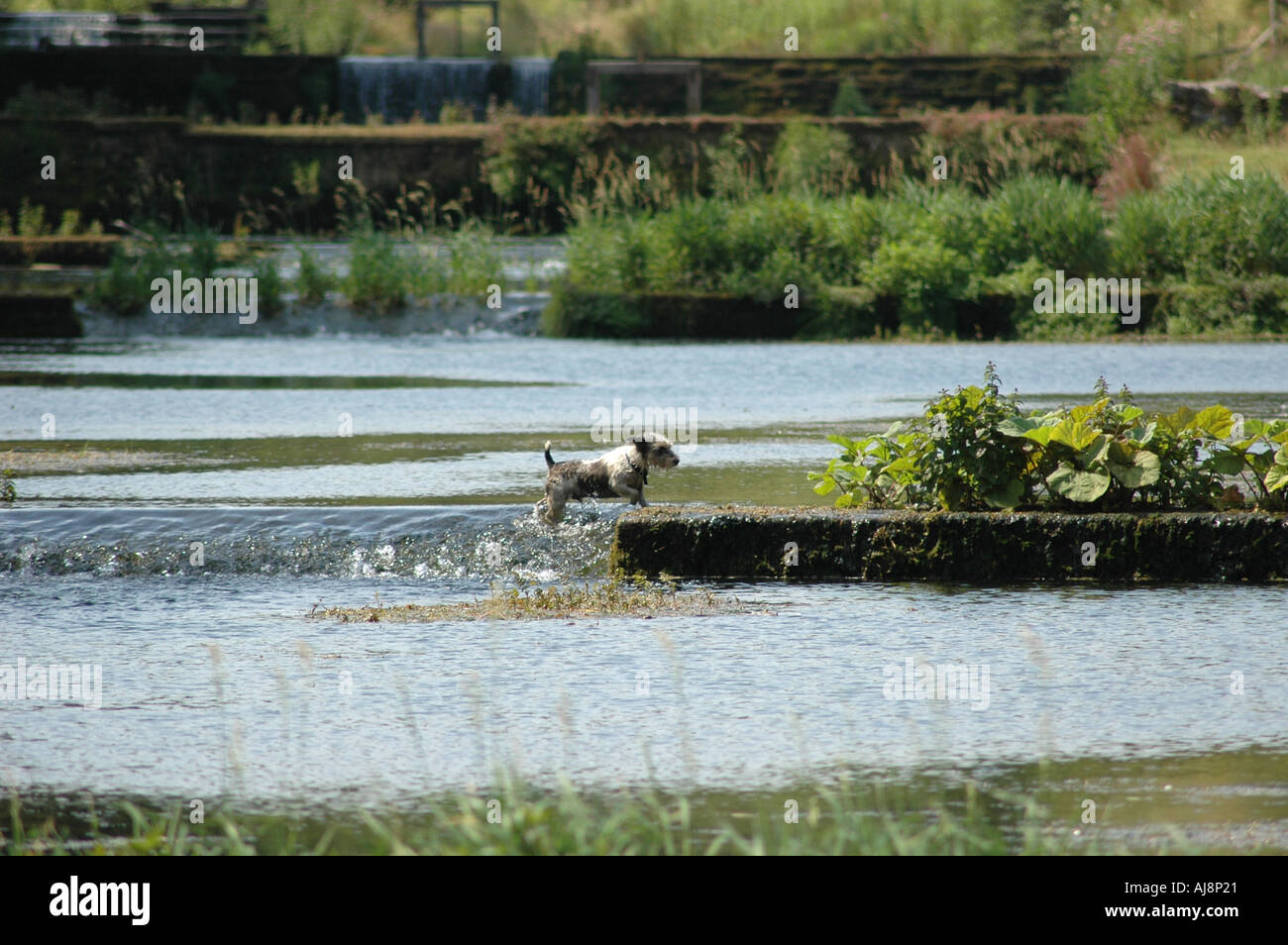 Mc0337 Lathkill 12 Dog Paddling in River Banque D'Images