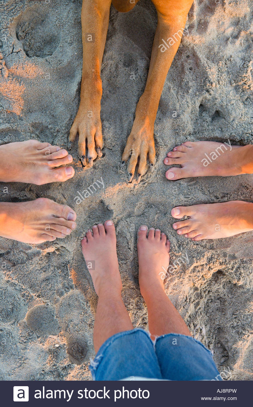 des pieds et des pattes des pieds et des pattes