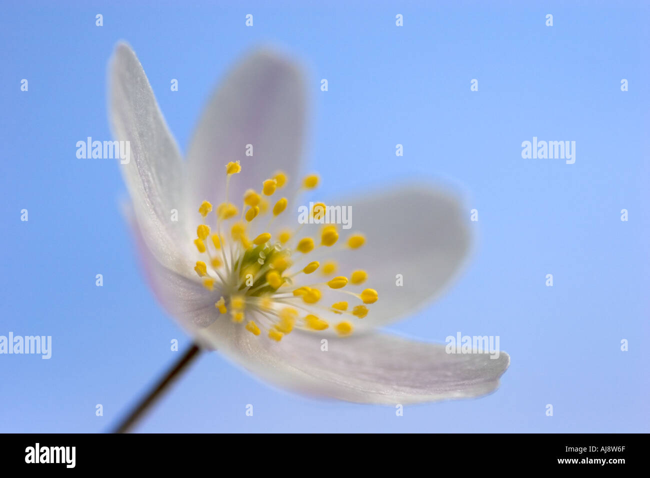 Anémone blanche. Banque D'Images