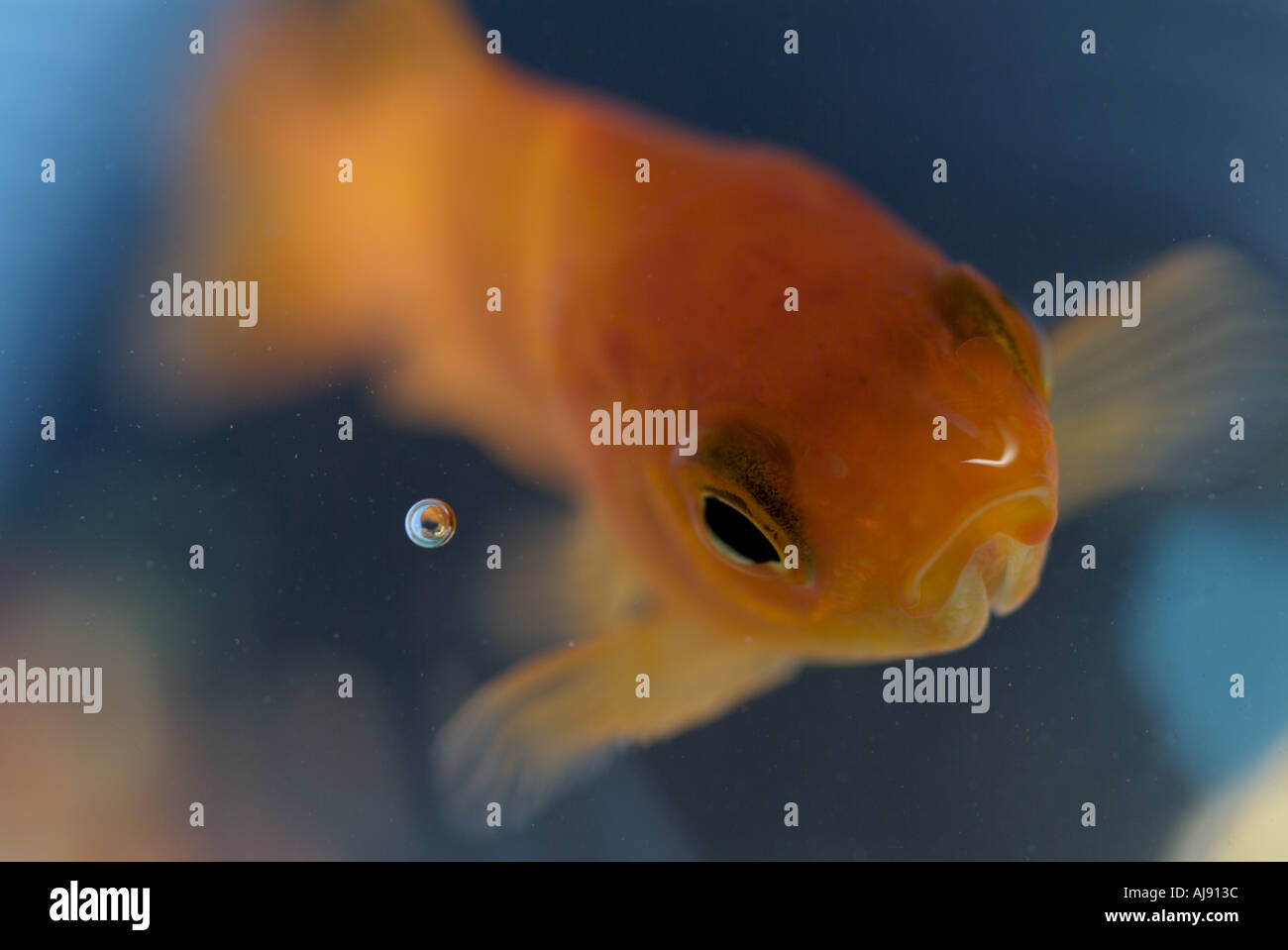Goldfish ouvrant sa bouche pour attraper sa nourriture Banque D'Images