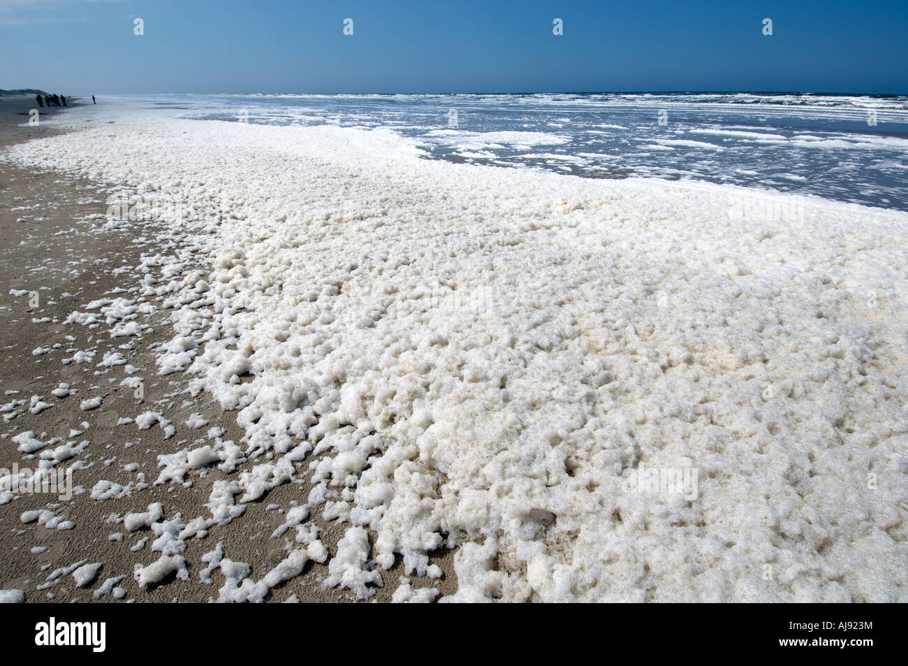 Terschelling des algues en mousse sur la plage Banque D'Images