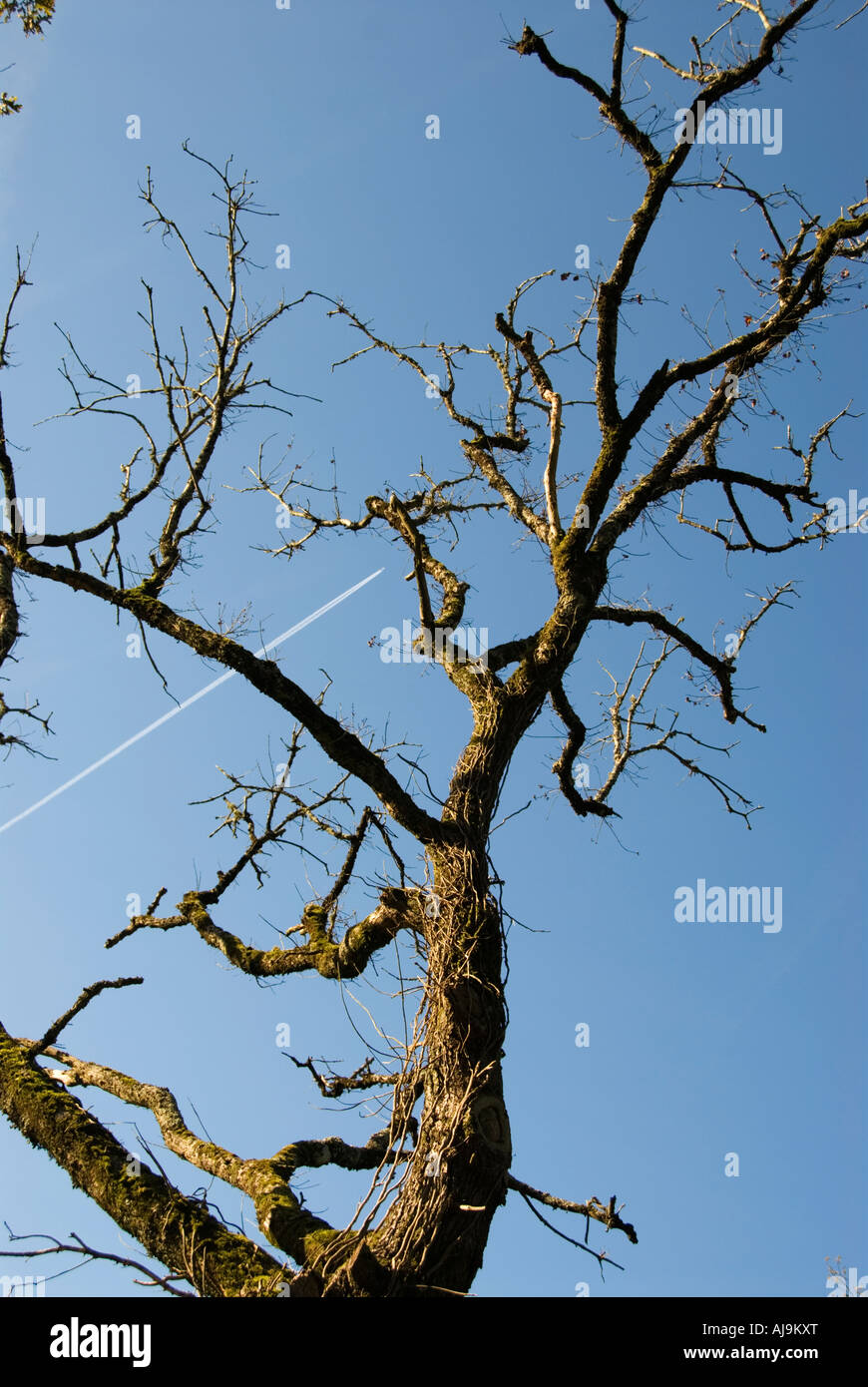 Une vieille branche noueux contre le bleu de ciel d'automne l'image montre une traînée de vapeur à partir d'un avion à l'arrière-plan Banque D'Images