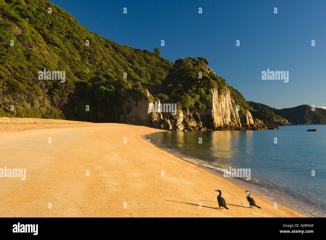 Anapai Bay, parc national Abel Tasman, île du Sud, Nouvelle-Zélande Banque D'Images