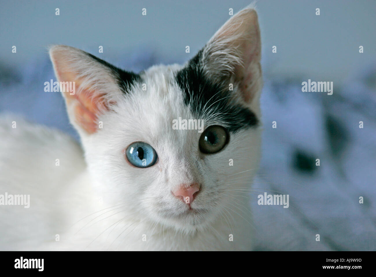 Chaton noir et blanc (Felis catus) avec une bleue et une verte eye looking at camera Banque D'Images