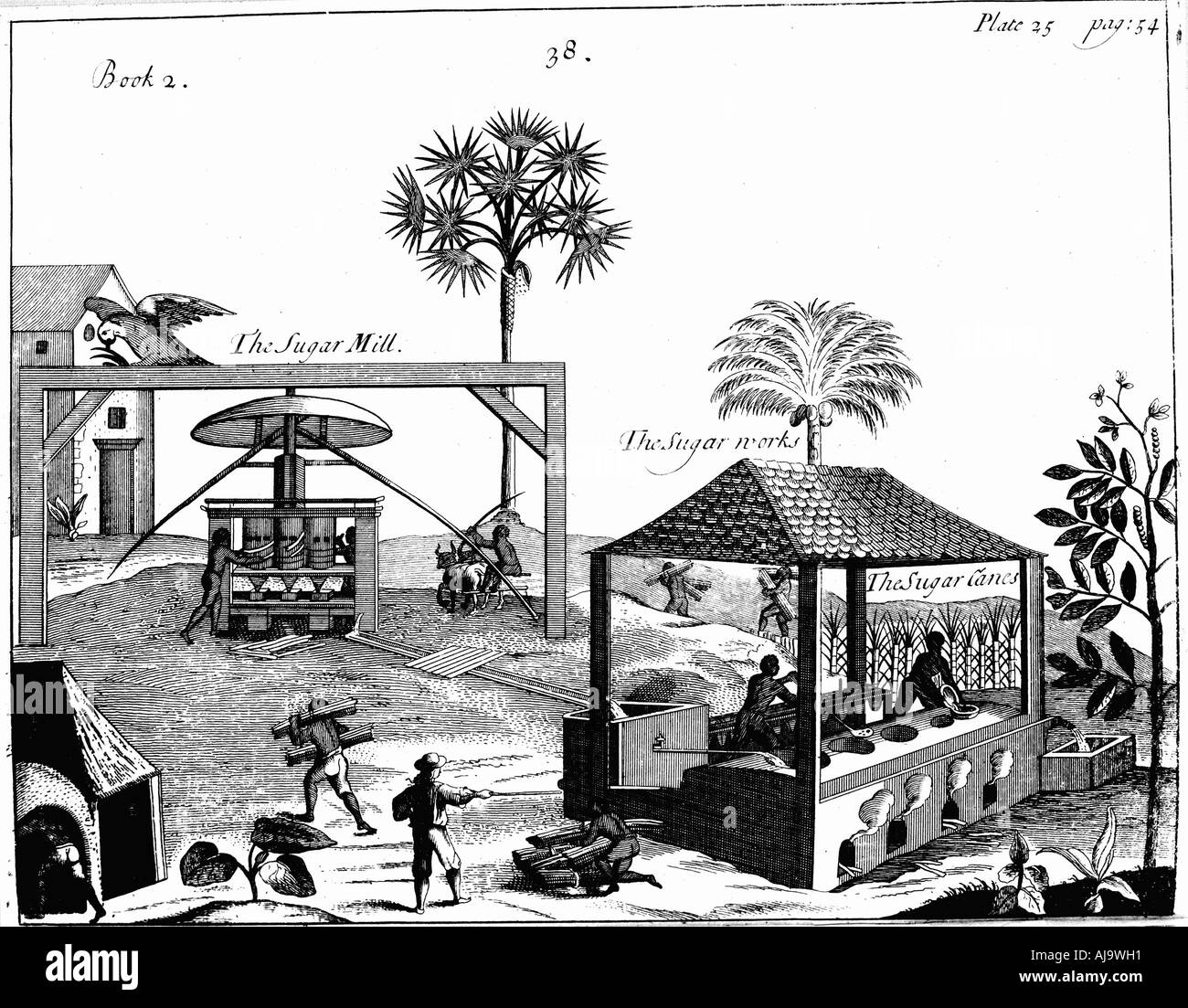 Travail d'esclave sur une plantation de sucre des Antilles, 1725. Artiste : Inconnu Banque D'Images
