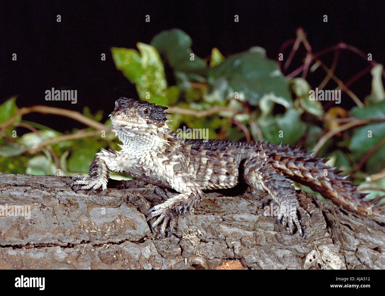 Lézard géant ou Sungazer Zonure, Cordylus giganteus Banque D'Images