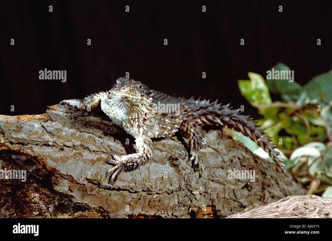 Lézard géant ou Sungazer Zonure, Cordylus giganteus, Cordylidae Banque D'Images