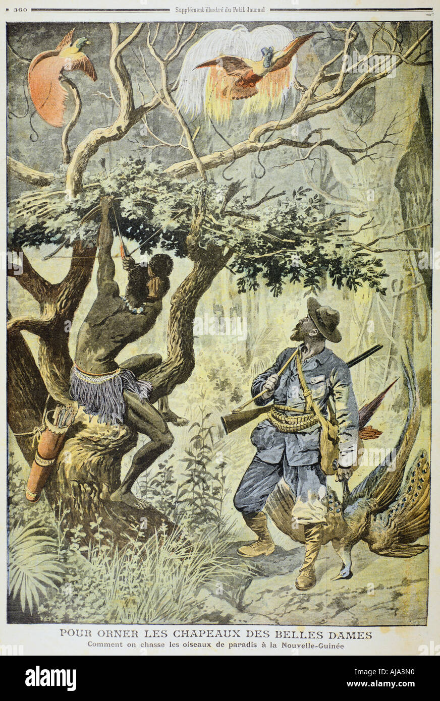 Mort d'oiseaux de paradis, Guinée, 1908. Artiste : Inconnu Banque D'Images