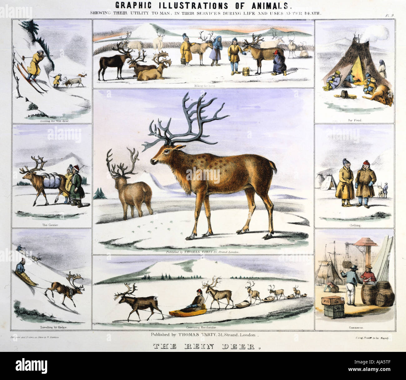 "Le Rein Deer', c1850. Artiste : Benjamin Waterhouse Hawkins Banque D'Images "Le Rein Deer', c1850. Artiste : Benjamin Waterhouse Hawkins Banque D'Images