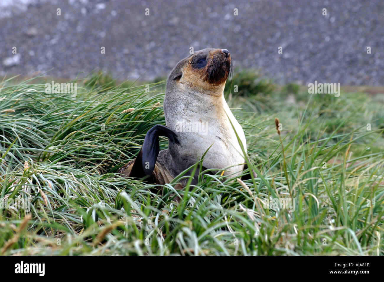 Fur seal pup sur herbe à Peggity Beach South Georgia Island Mer de Scotia Banque D'Images