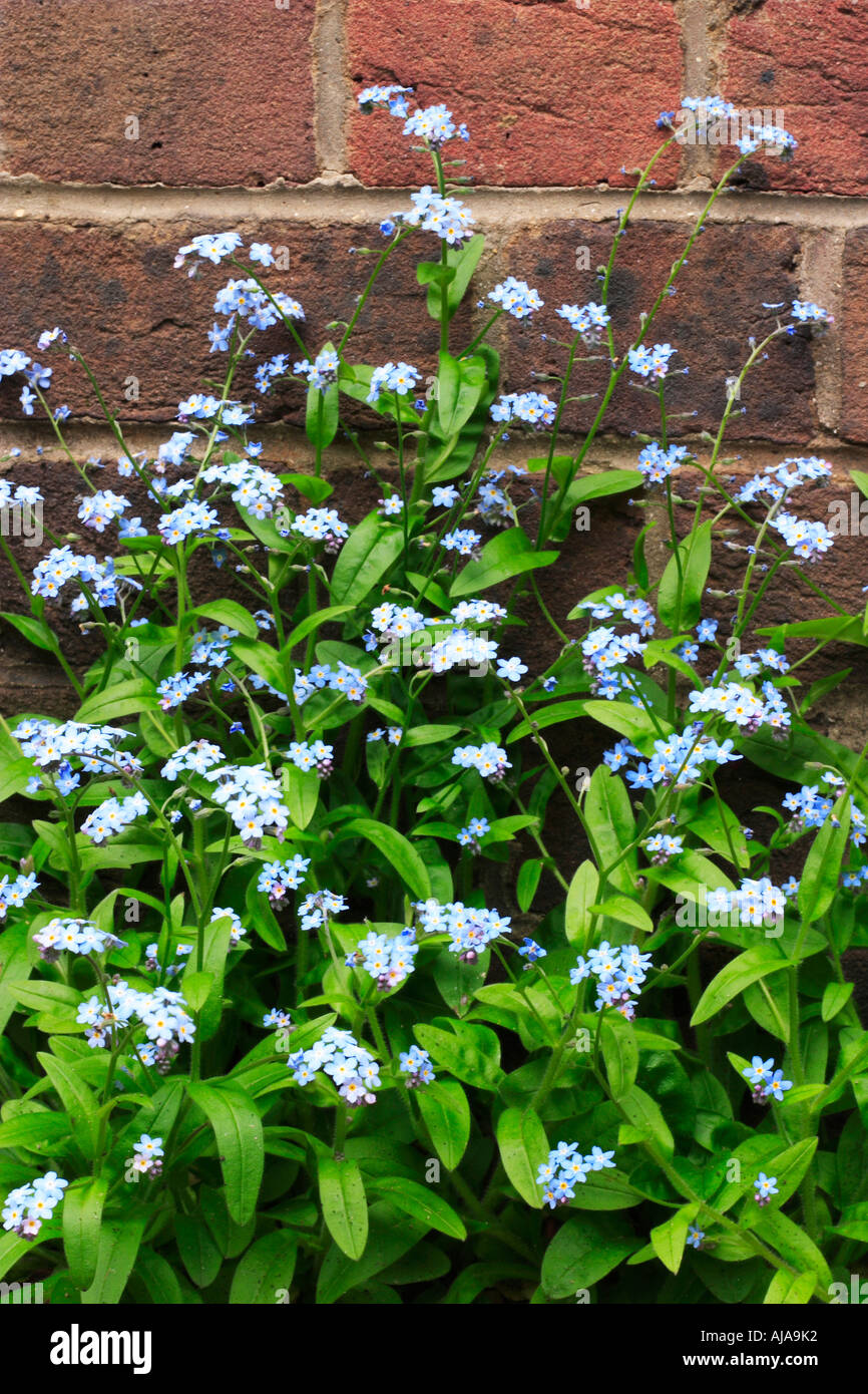 Forget-me-nots contre un mur de jardin Banque D'Images