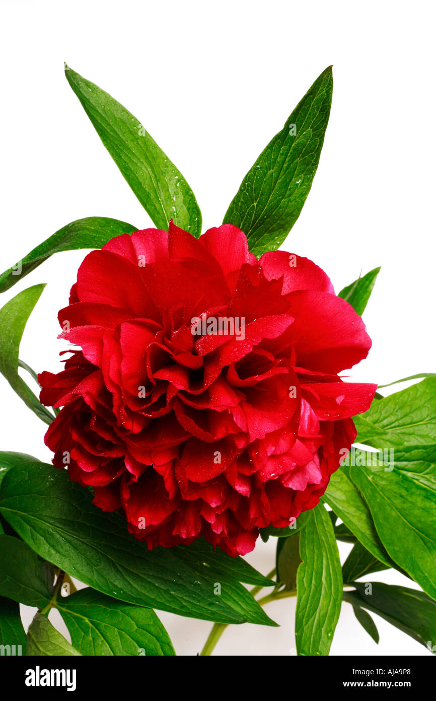 La pivoine (Paeonia rouge, nom latin vivaces) isolé sur fond blanc Banque D'Images