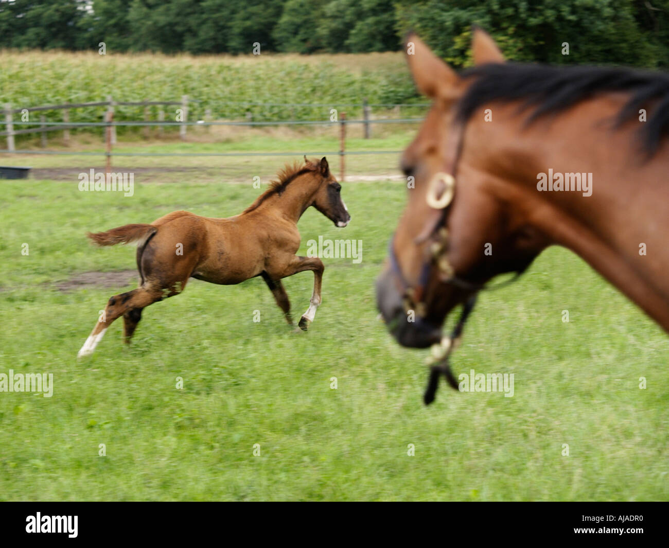 Mare de regarder son nouveau-né jeune poulain exécuter Ruurlo Gueldre aux Pays-Bas Banque D'Images