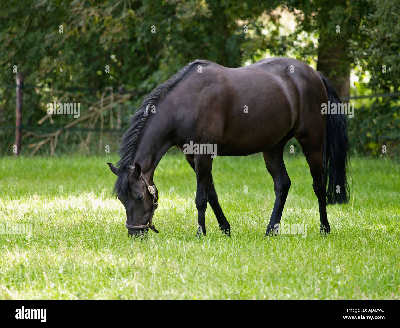 Beau poney noir dans un champ d'herbe de pâturage dans les Pays-Bas Gelderland Ruurlo Banque D'Images