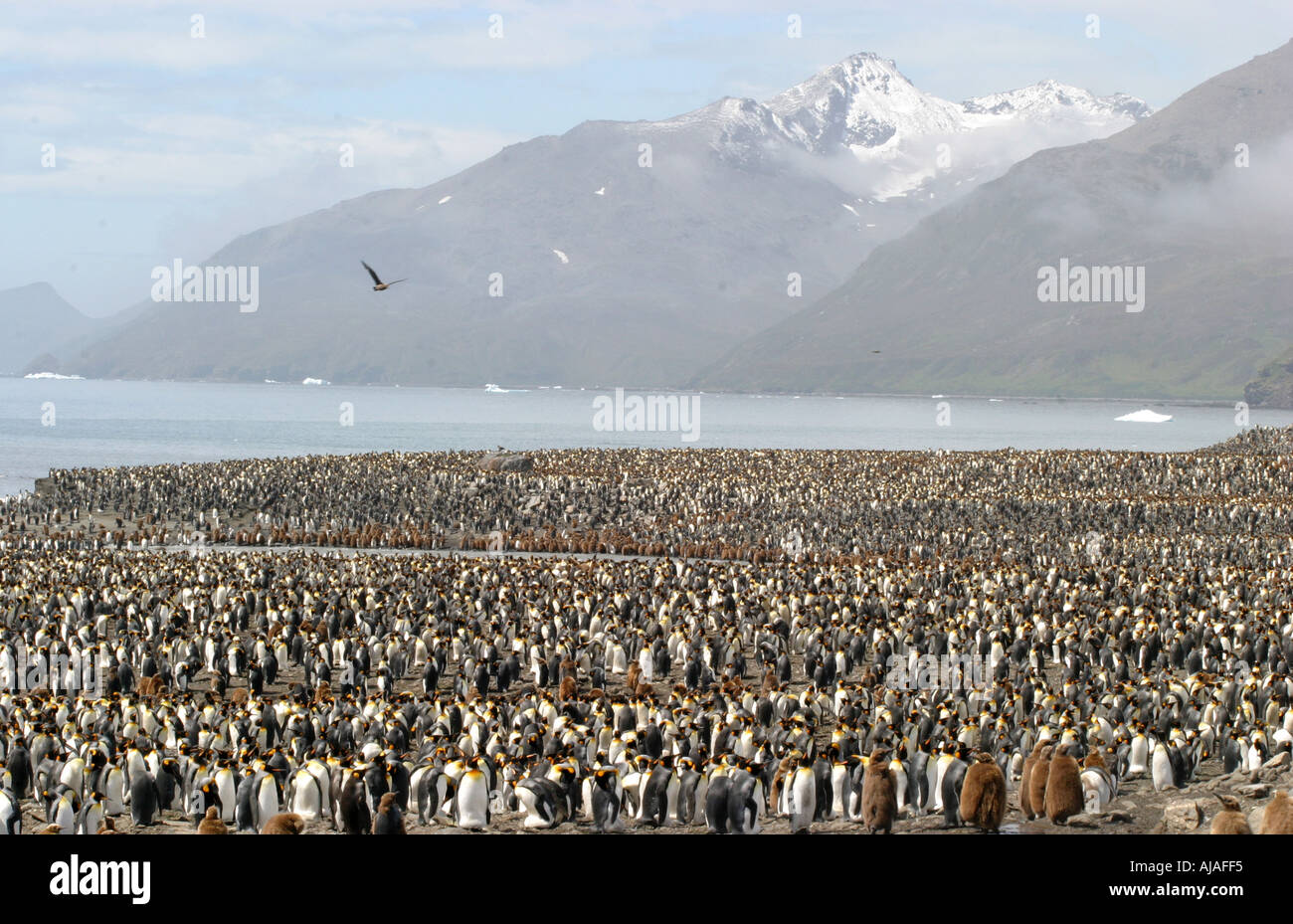 Le manchot royal à St Andrews Bay Rookery Géorgie du Sud la plus grande colonie au monde Banque D'Images