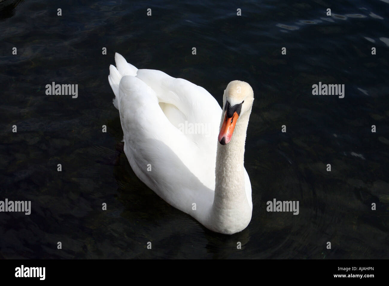 Cygne blanc sur fond noir Banque D'Images