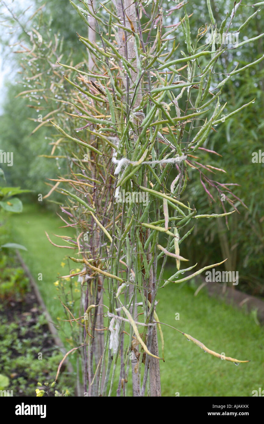Autorisé à cultiver les plantes SUR DES SEMENCES Banque D'Images