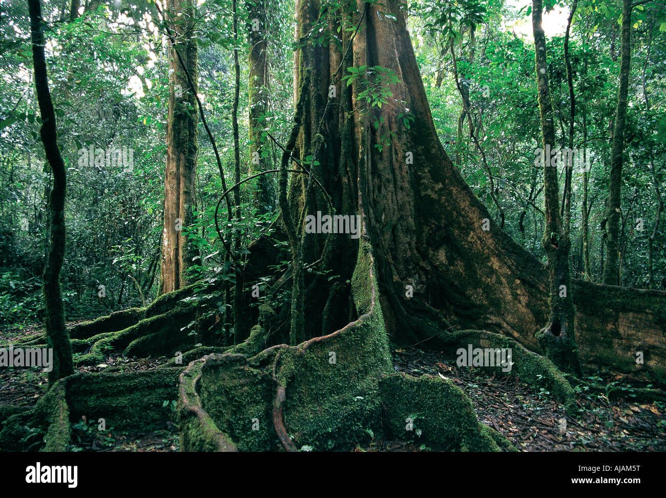 La base d'un énorme arbre adulte avec étayage racines dans la forêt de Kakamega, à l'ouest du Kenya Afrique de l'Est Banque D'Images