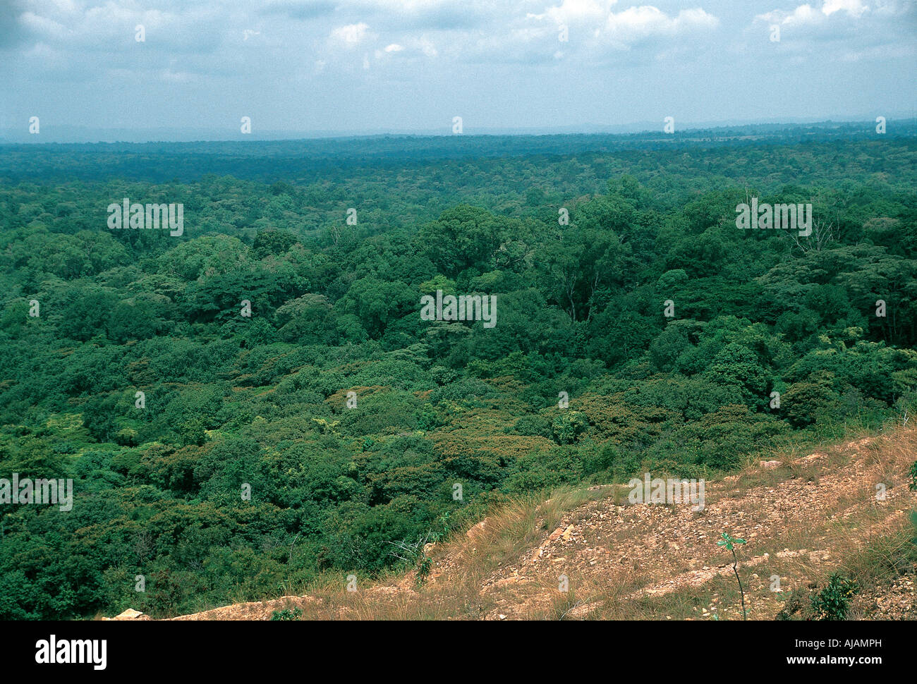 De haut en bas sur la canopée de la forêt de Kakamega au Kenya l'Afrique de l'Ouest Banque D'Images