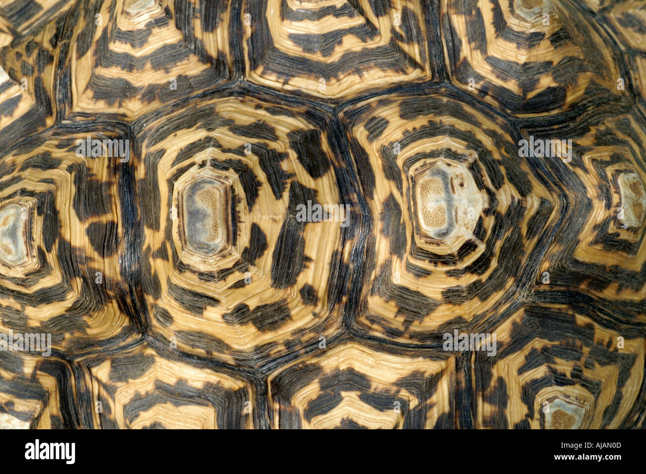 L'écaille de tortue léopard Banque D'Images