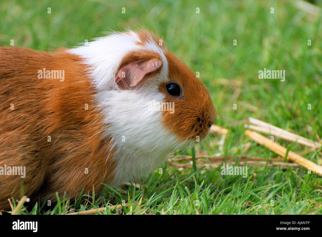 Le gingembre et blanc Cobaye Cavia porcellus pet sur une pelouse Banque D'Images