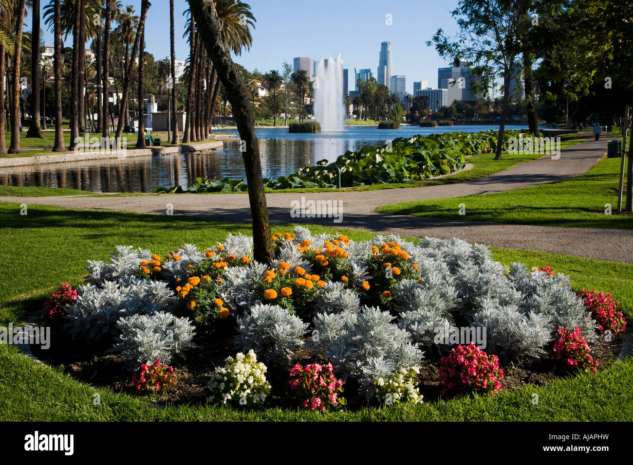 Lit de fleur de Echo Lake Los Angeles California USA Banque D'Images