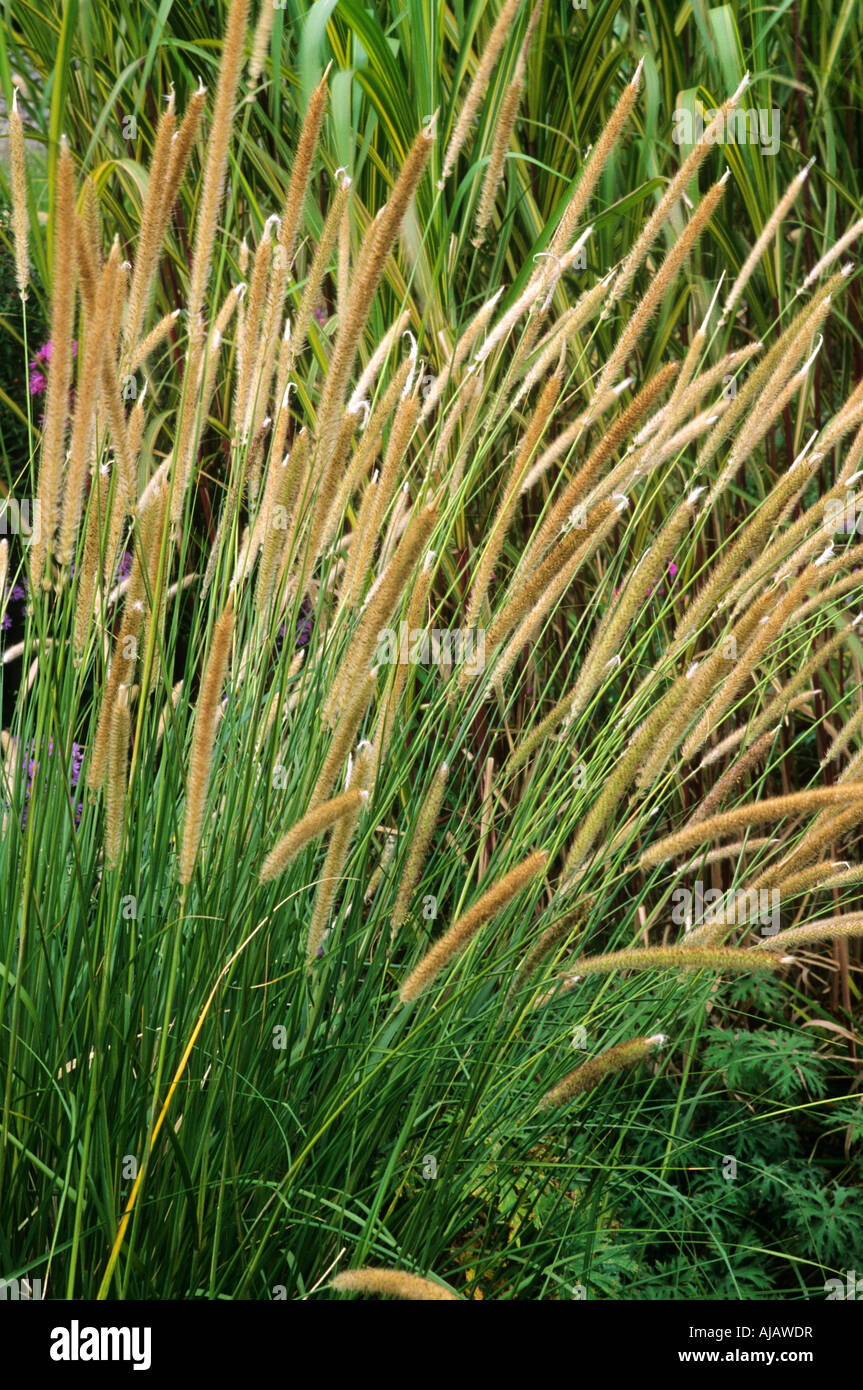 Pennisetum macrourum Banque D'Images