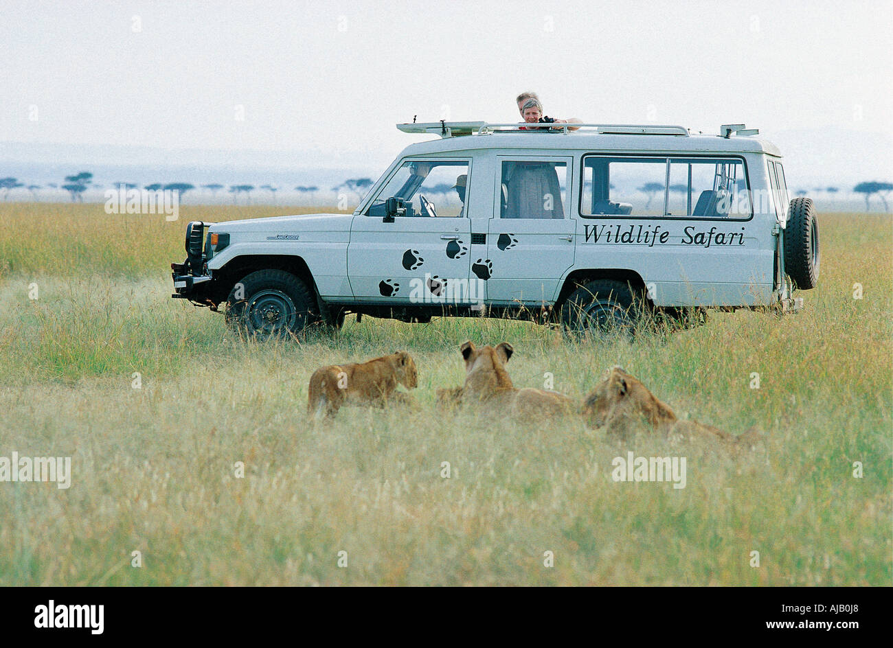 Les touristes sur un jeu dur à proximité de lions dans le Masai Mara National Reserve Kenya Afrique de l'Est Banque D'Images