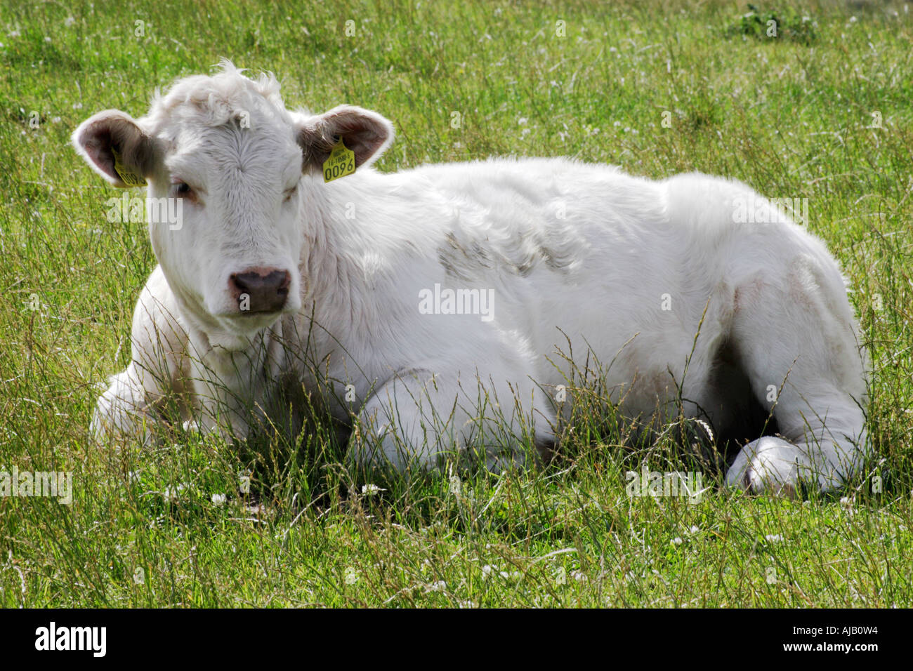 Une vache sur l'île de Doagh, Eire. Banque D'Images
