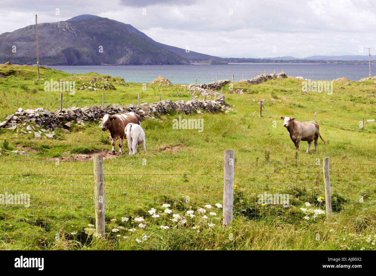 Vaches qui paissent sur l'île de Doagh, Donegal, Irlande, Inishowen. Banque D'Images