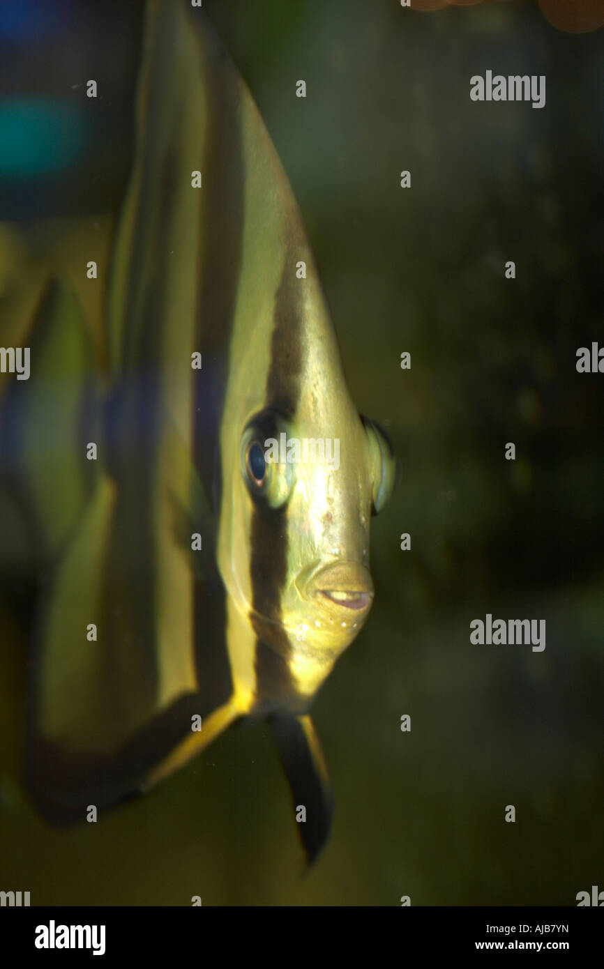 Stripey rayé dans l'aquarium de poissons tropicaux à Amsterdam Schiphol Airport Banque D'Images