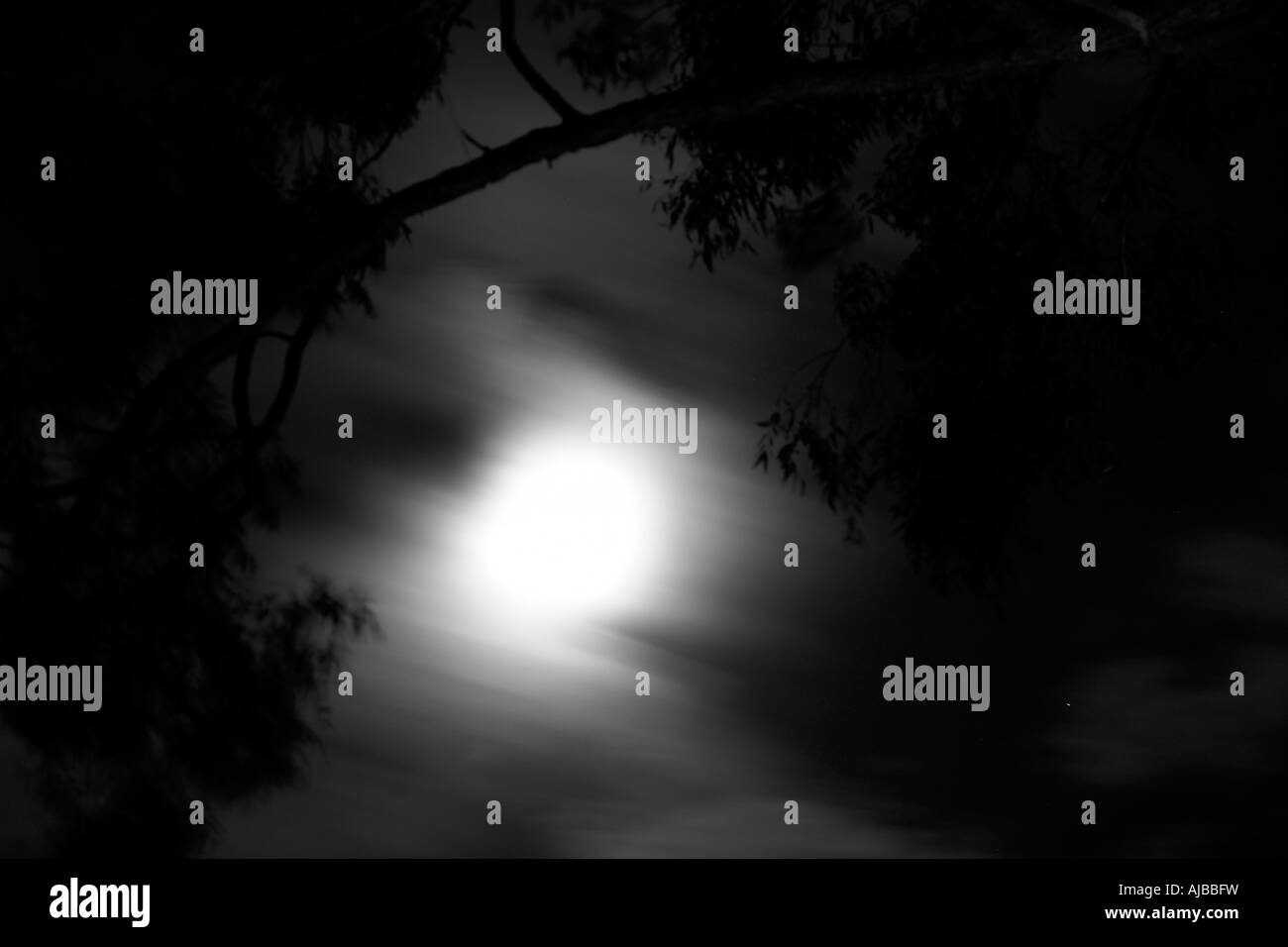 Résumé de droit de la lune derrière les nuages floue avec des silhouettes d'arbres à Woodford Folk Festival Queensland Australie Banque D'Images