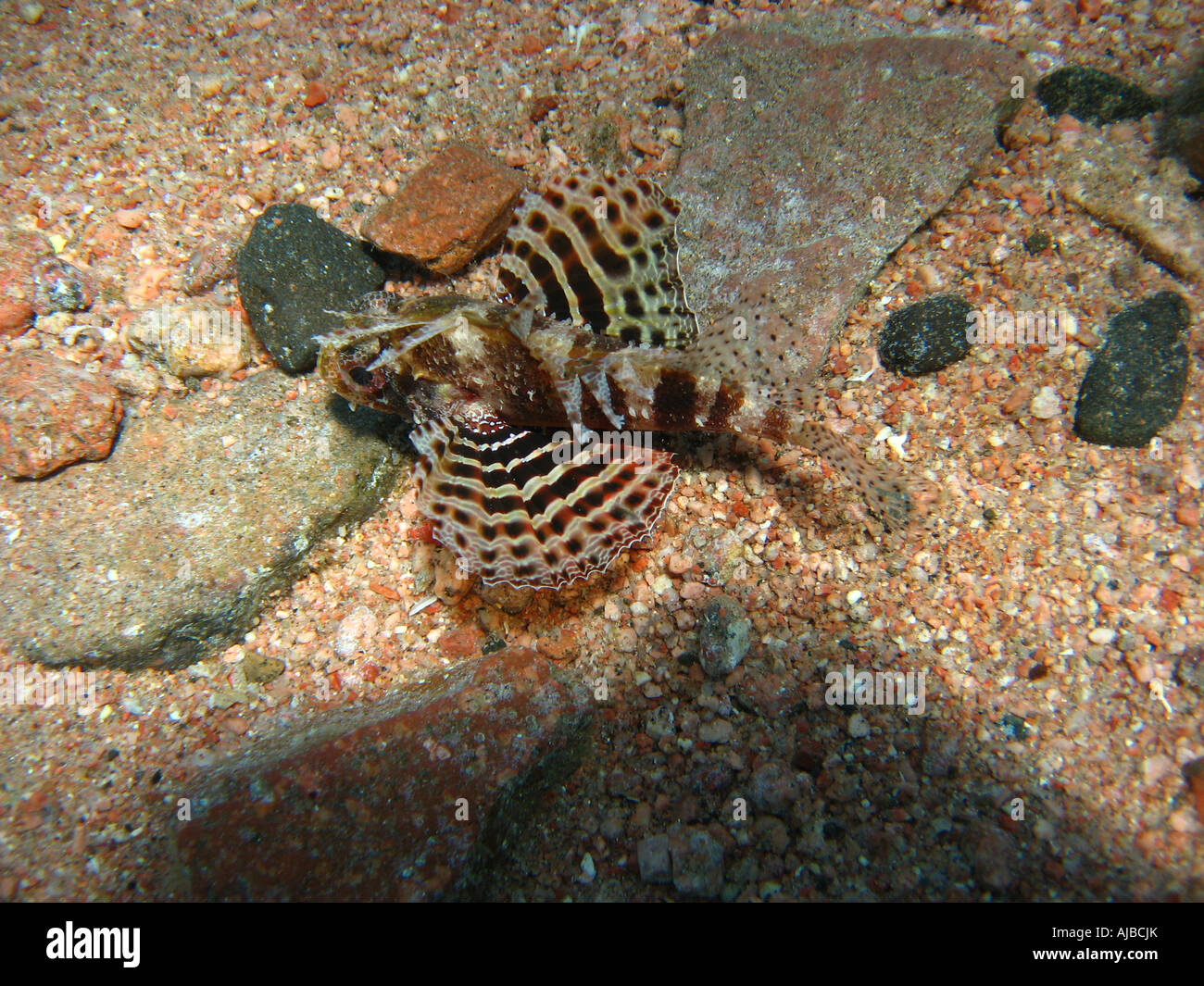 Plongée sous-marine photo d'un poisson-papillon Pterois volitans sur le fond marin en mer Rouge au site de plongée phare près de Dahab Sinai Egypte Banque D'Images