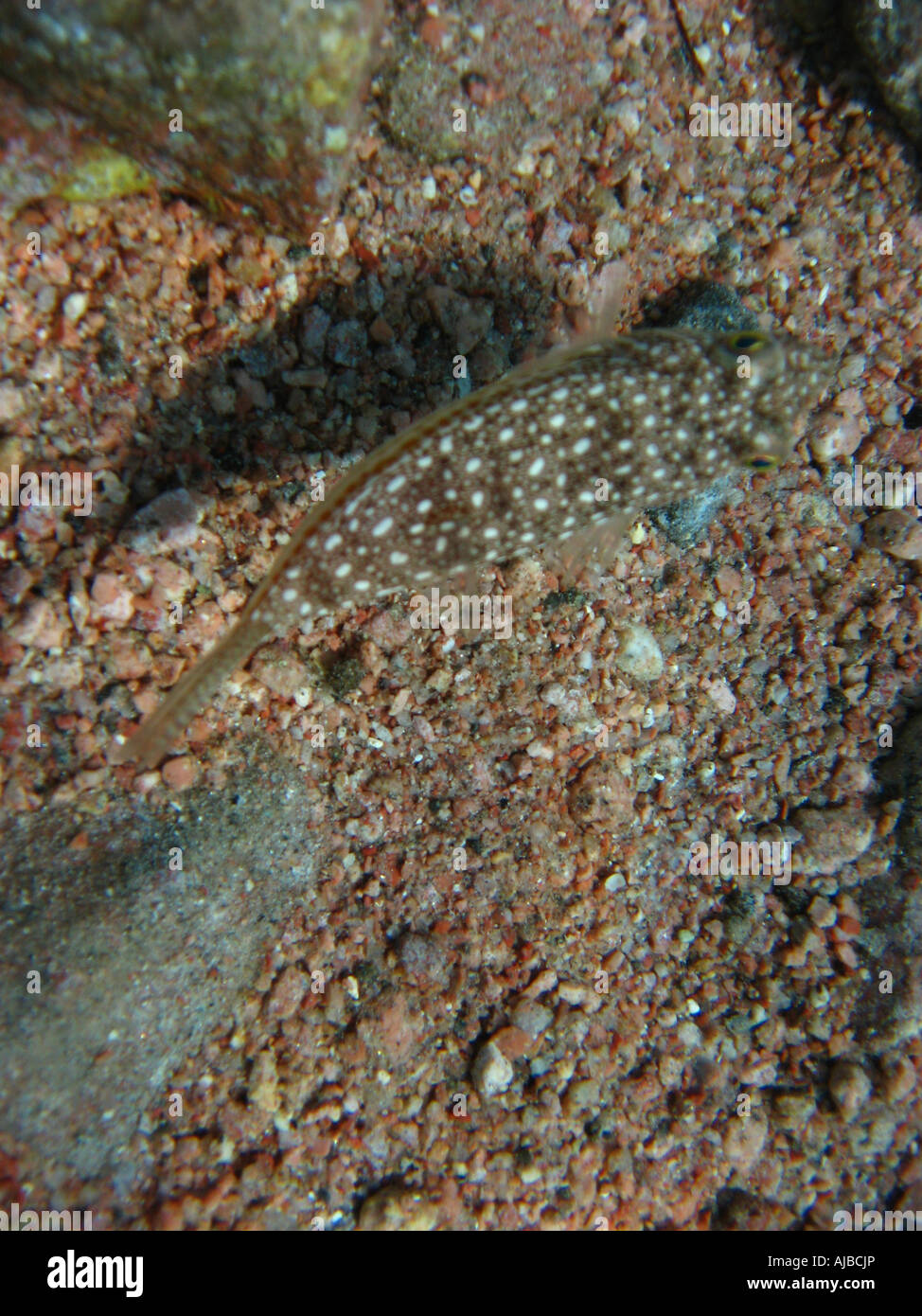 Plongée sous-photo de jaune repéré burrfish Cyclichthys spilostylus sur les fonds marins en mer Rouge au site de plongée phare Banque D'Images