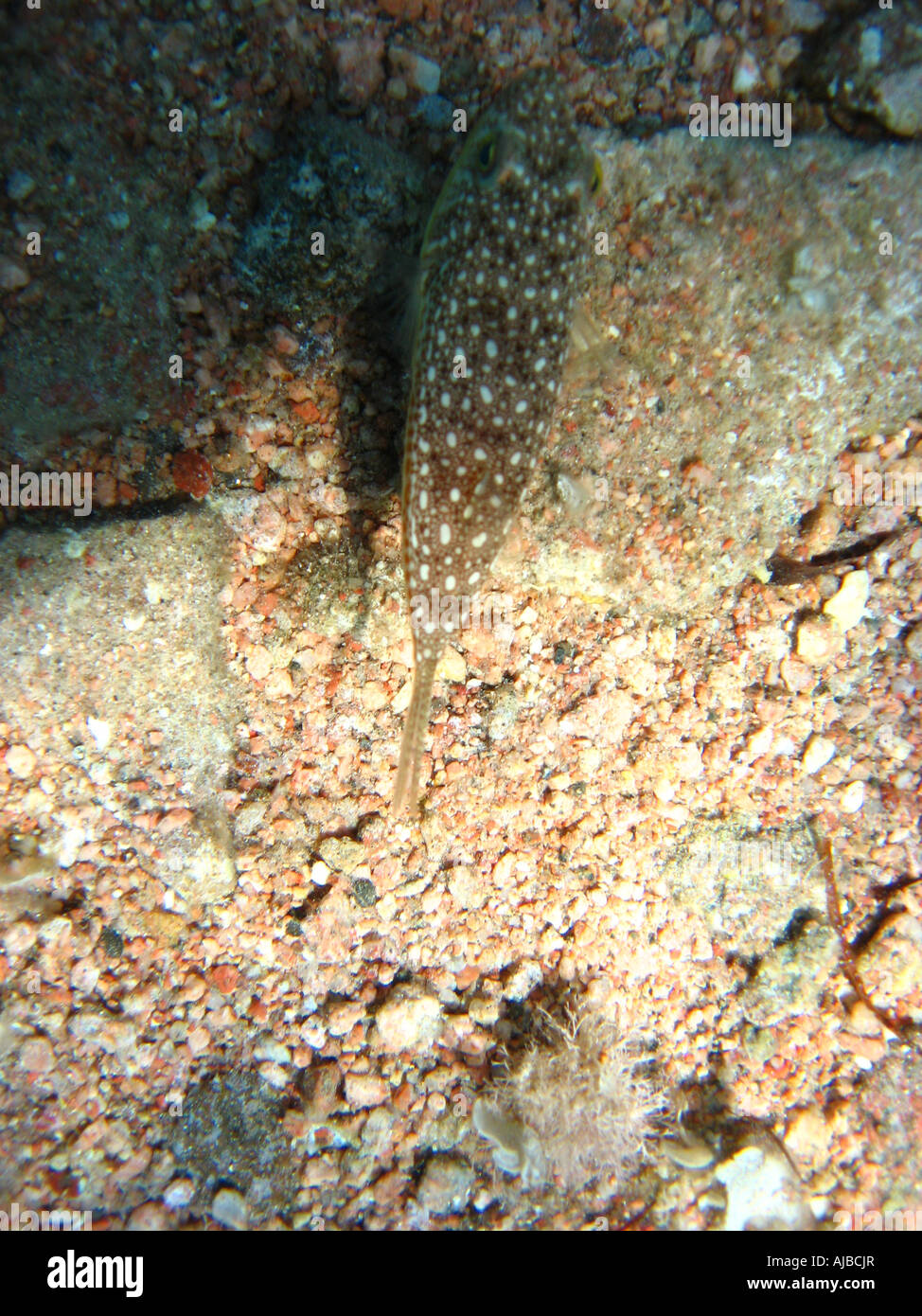 Plongée sous-photo de jaune repéré burrfish Cyclichthys spilostylus sur les fonds marins en mer Rouge au site de plongée phare Banque D'Images