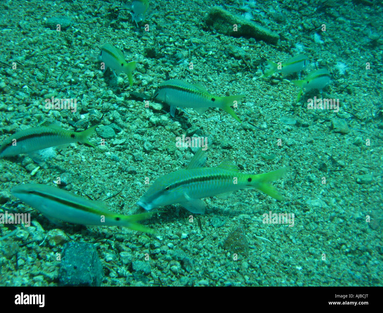 Photo de plongée sous-marine de l'ombre à paupières Cardinalfish Apogon exostigma le pâturage dans des fonds marins de la mer Rouge au site de plongée phare près de Banque D'Images