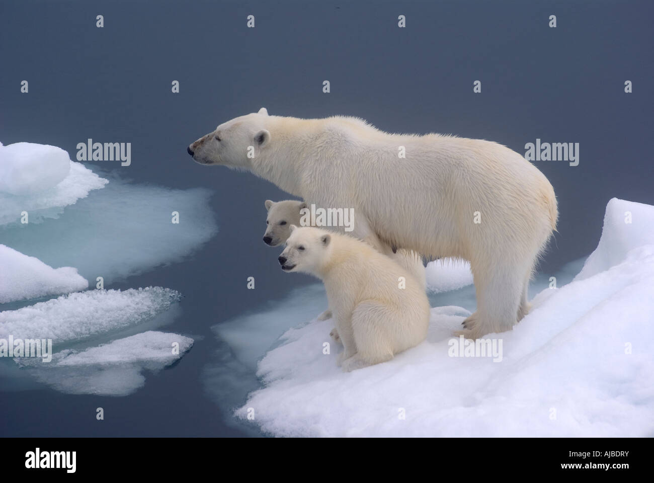 La famille de l'ours polaire sur la banquise dans le détroit d'Hinlopen, Svalbard. Banque D'Images