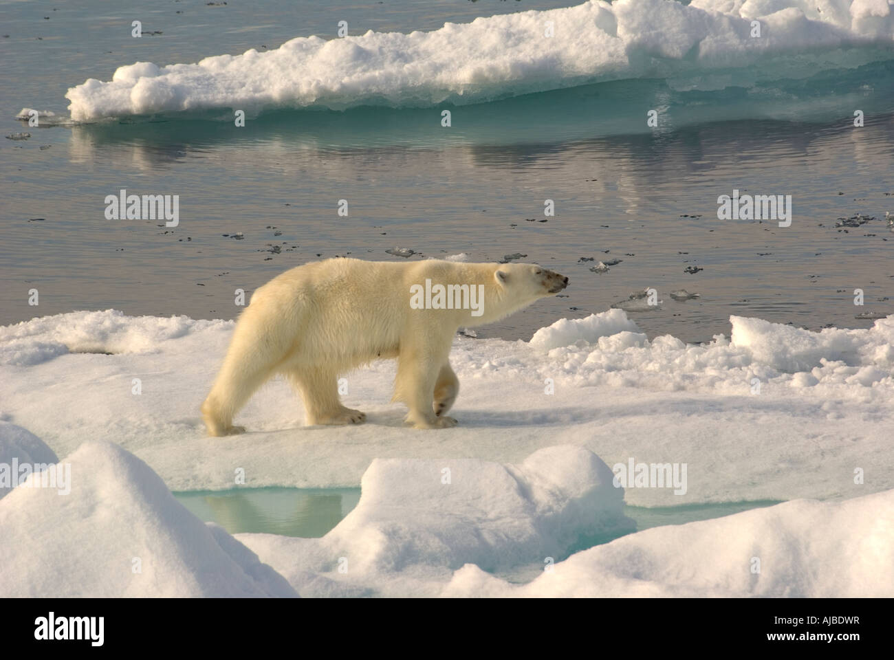 Sur la banquise du détroit de Hinlopen Svalbard Banque D'Images