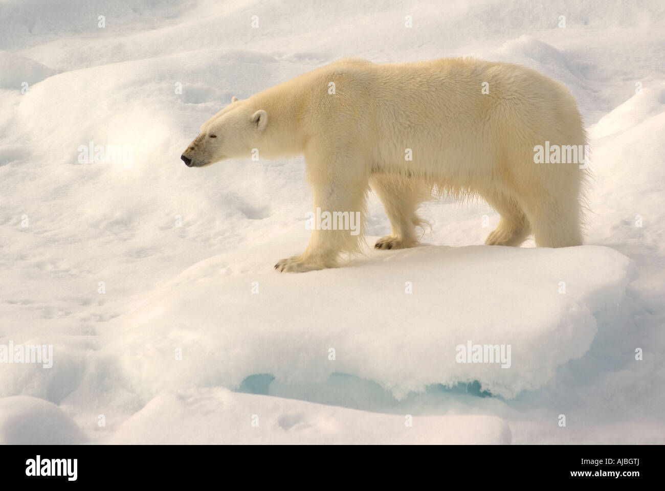 L'ours polaires sur la glace dans le détroit d'Hinlopen, France Banque D'Images