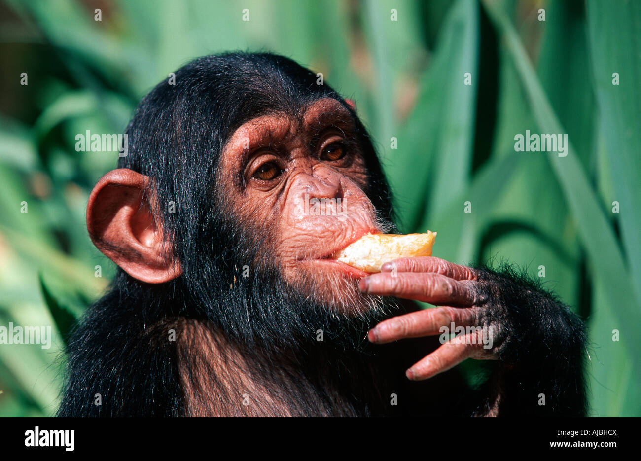 Jeune chimpanzé (Pan troglodytes) manger une orange Banque D'Images