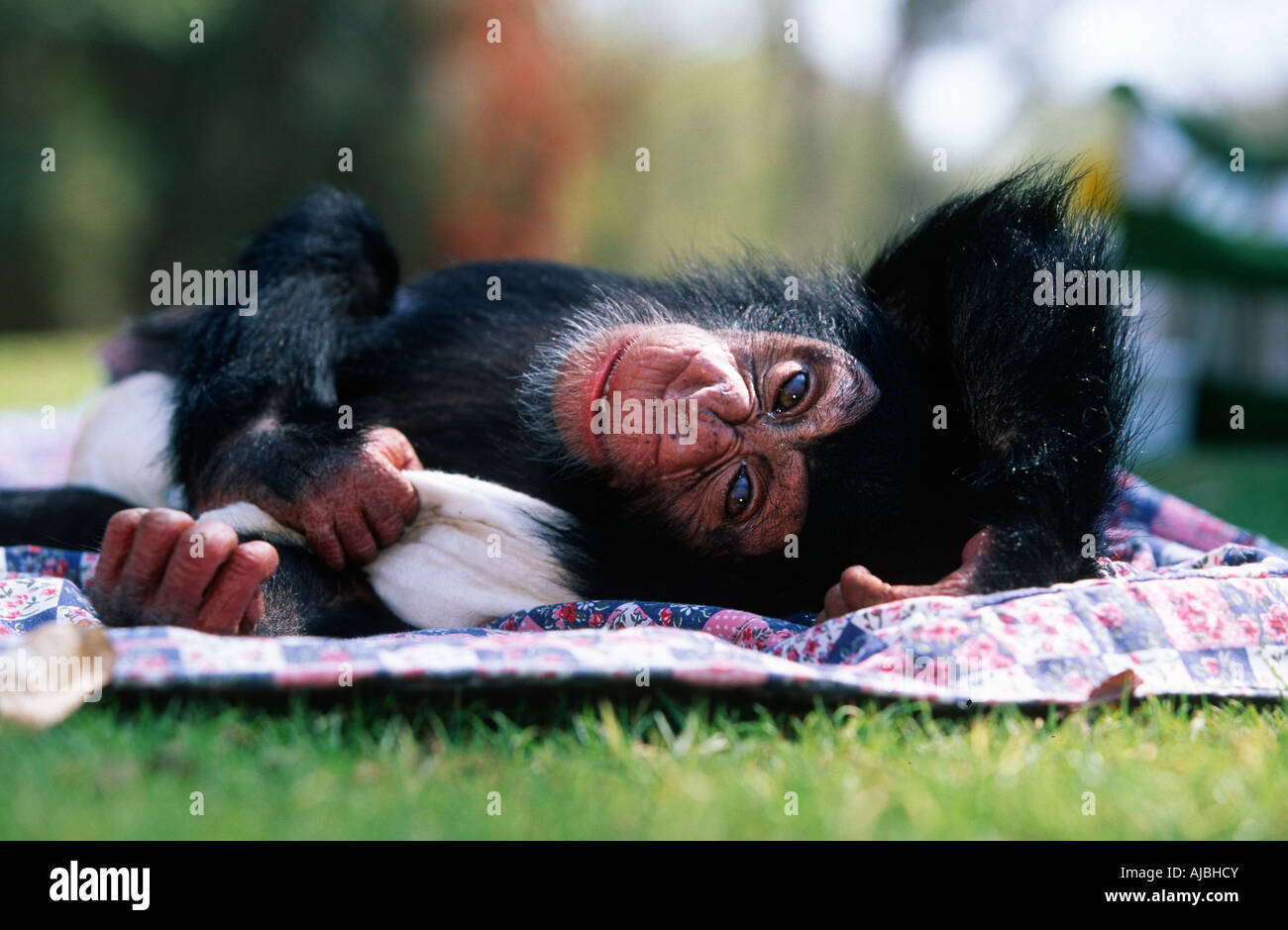 Jeune chimpanzé (Pan troglodytes) Lying on a Blanket Banque D'Images