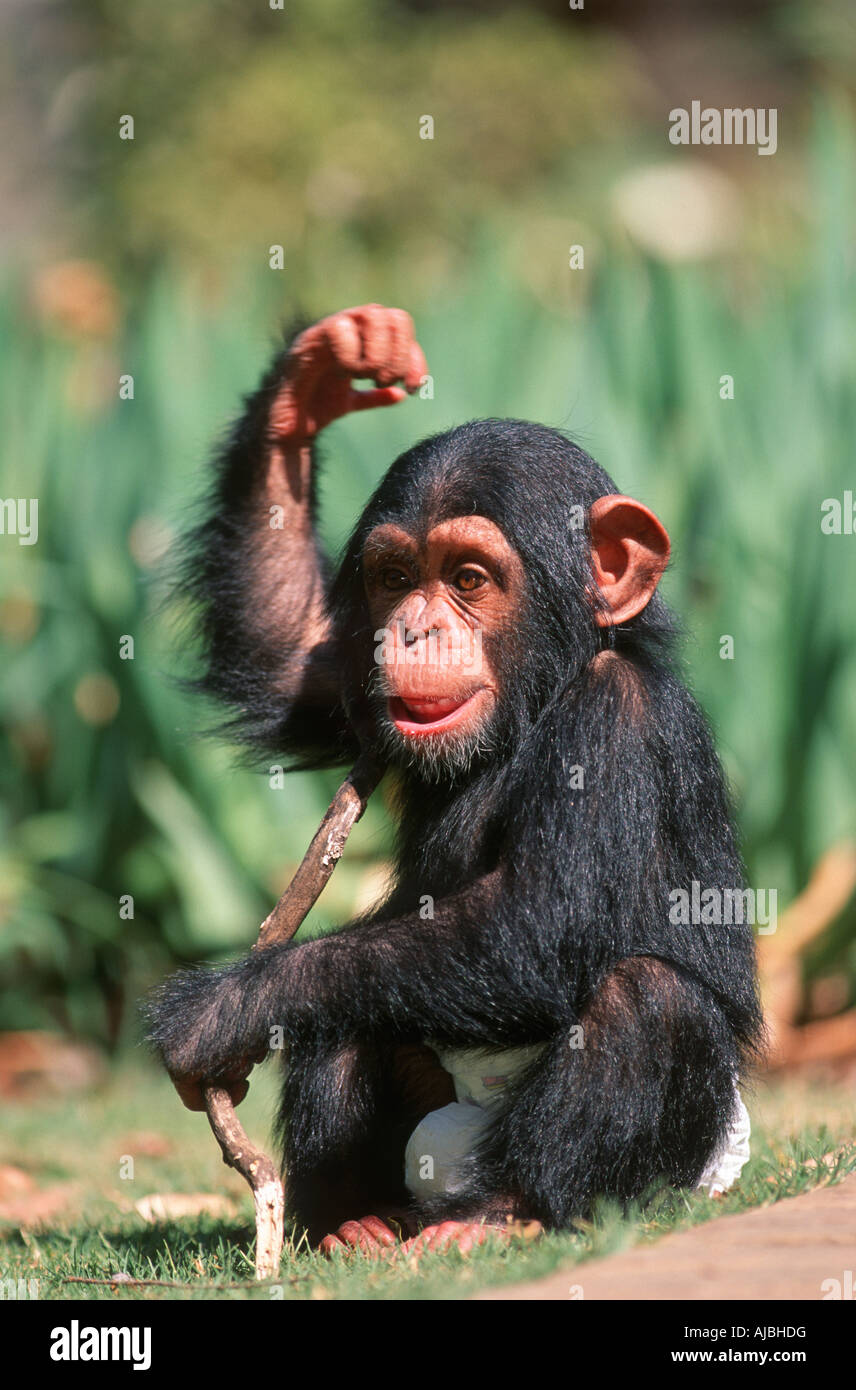 Portrait d'un petit chimpanzé (Pan troglodytes) Jouer avec un bâton Banque D'Images