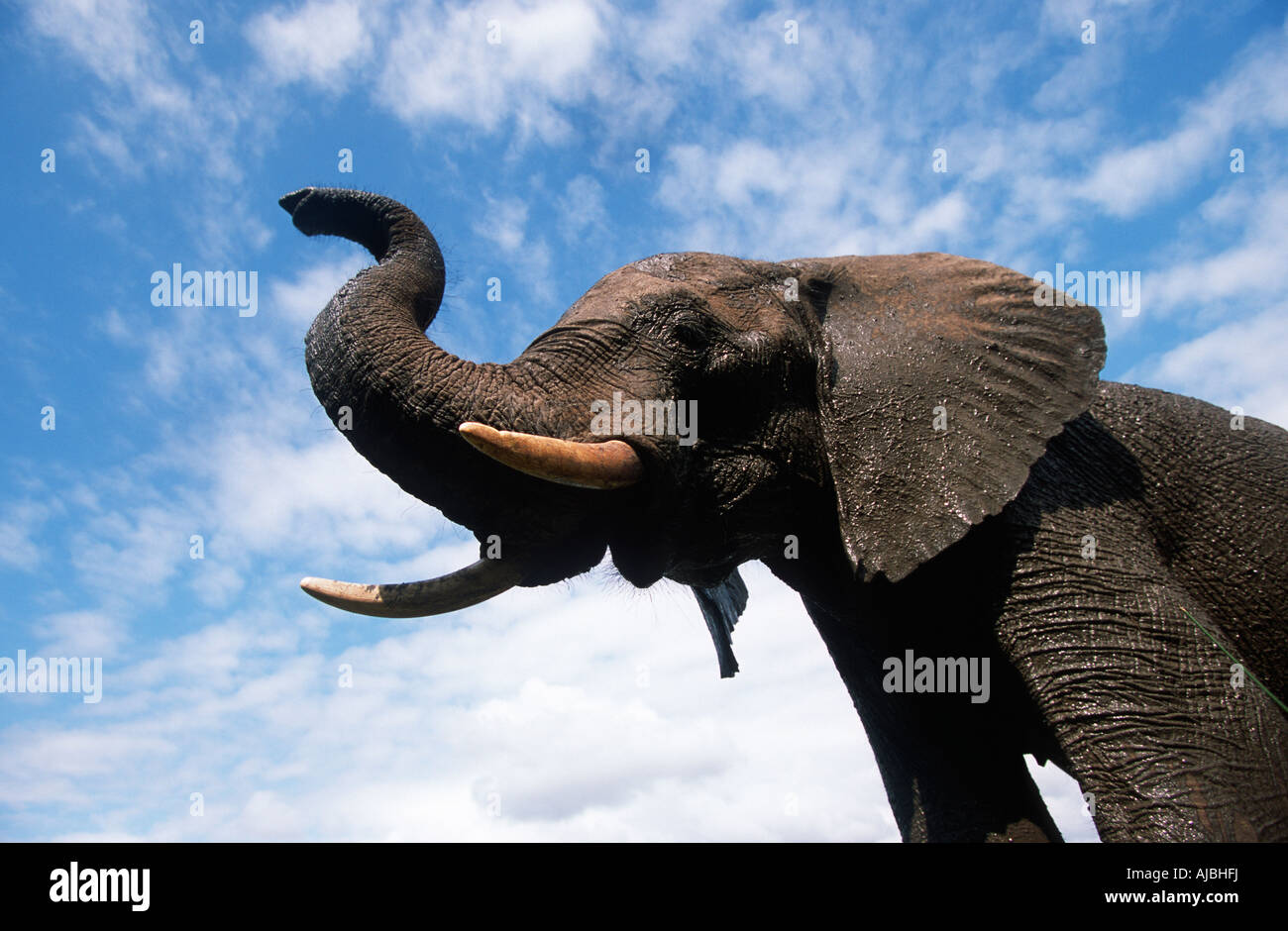 Elephant (Loxodonta africana) Portrait - Low Angle View Banque D'Images
