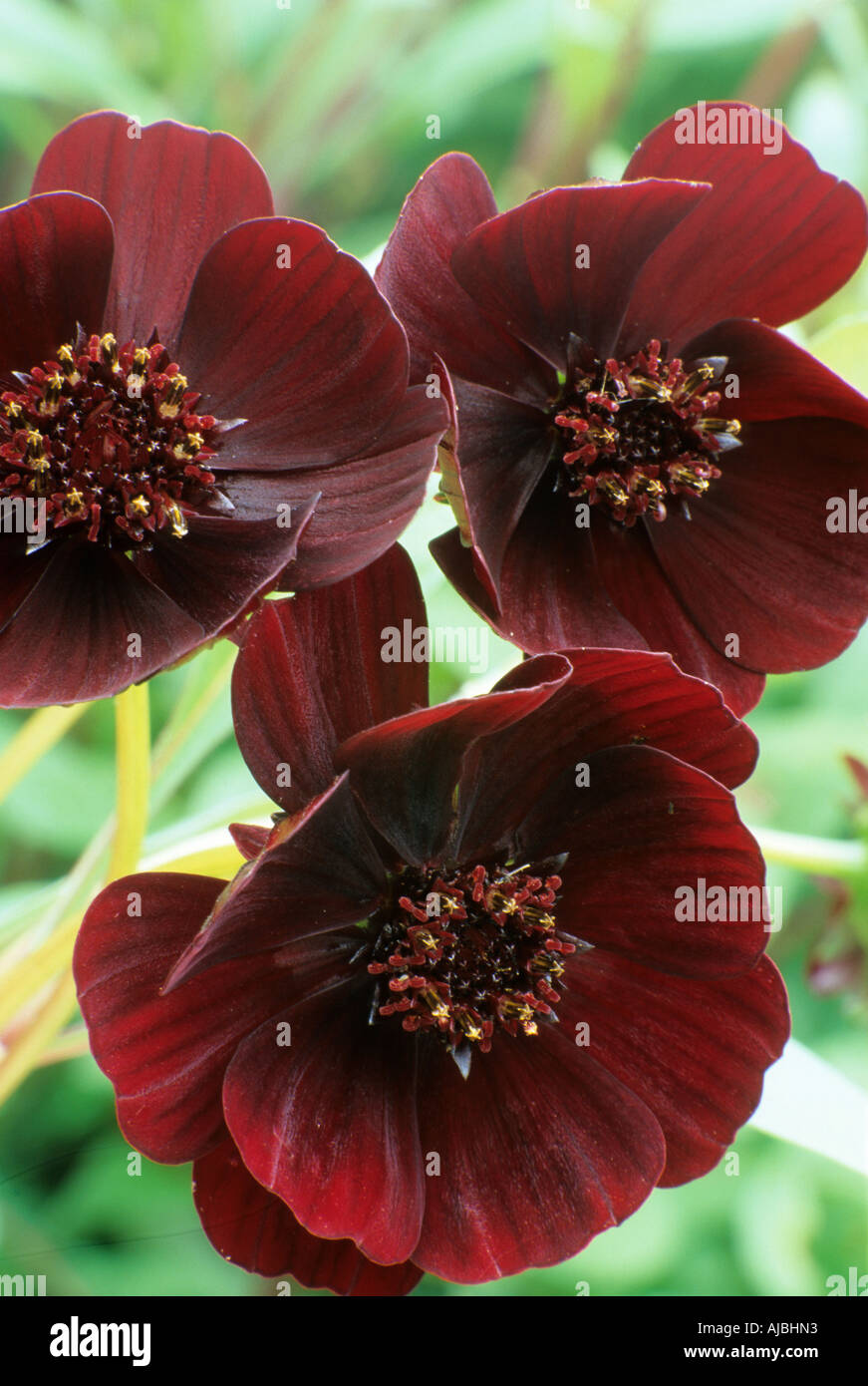 Cosmos atrosanguineus, cosmos chocolat, marron, plante de jardin, fleurs  pourpre Photo Stock - Alamy